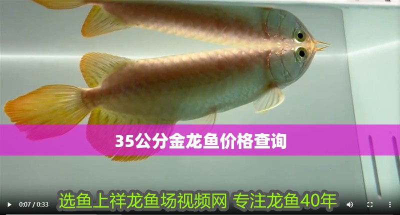 35公分金龍魚(yú)價(jià)格查詢(xún)