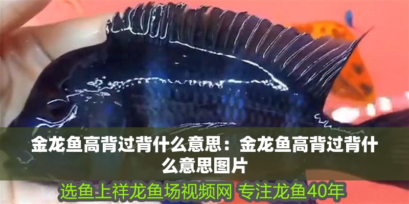 金龍魚高背過背什么意思：金龍魚高背過背什么意思圖片