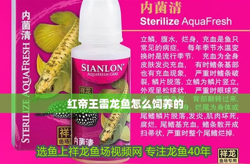 紅帝王雷龍魚怎么飼養的 龍魚百科 第1張 紅帝王雷龍魚怎么飼養的 紅帝王雷龍魚怎么飼養的 龍魚百科 第1張