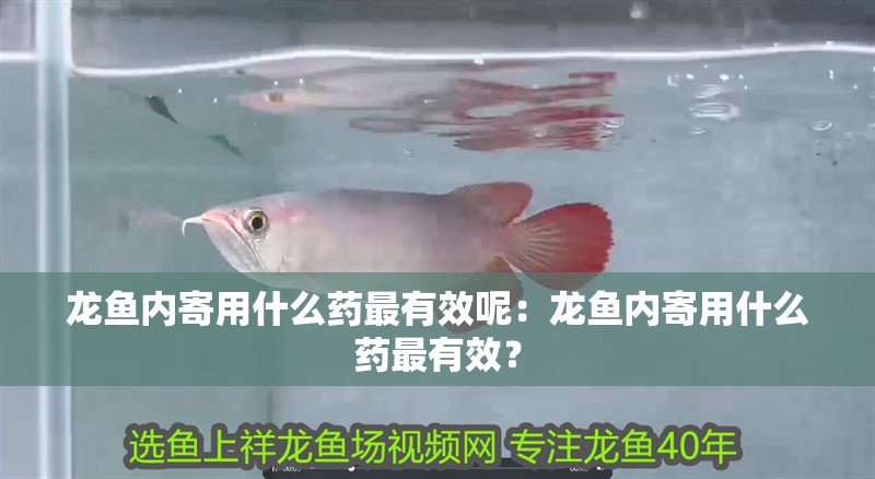 龍魚內寄用什么藥最有效呢：龍魚內寄用什么藥最有效？