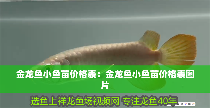 金龍魚小魚苗價格表：金龍魚小魚苗價格表圖片