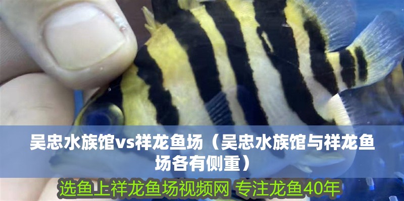 吳忠水族館vs祥龍魚場（吳忠水族館與祥龍魚場各有側重）