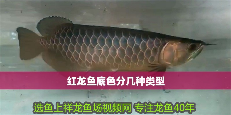 紅龍魚底色分幾種類型