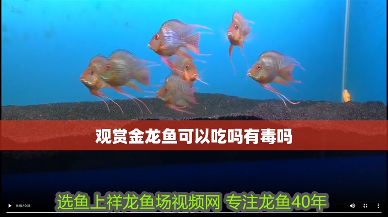 觀賞金龍魚(yú)可以吃嗎有毒嗎