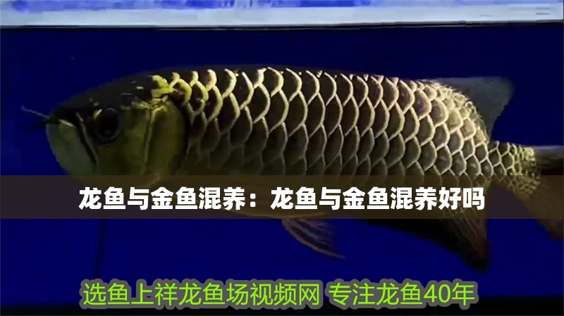 龍魚與金魚混養：龍魚與金魚混養好嗎
