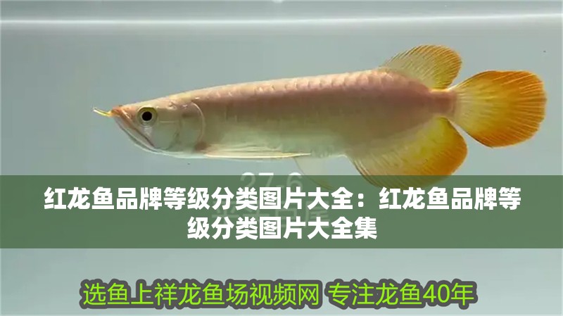 紅龍魚(yú)品牌等級(jí)分類(lèi)圖片大全：紅龍魚(yú)品牌等級(jí)分類(lèi)圖片大全集