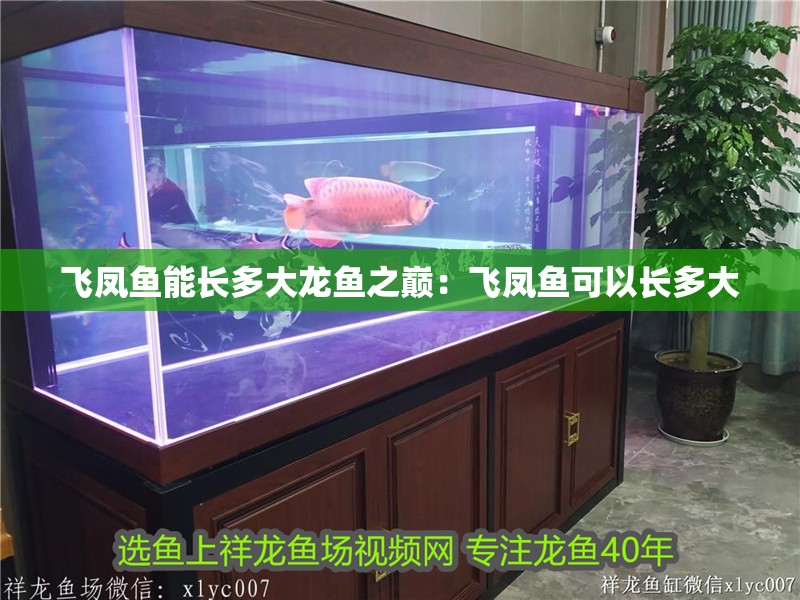 飛鳳魚能長多大龍魚之巔：飛鳳魚可以長多大