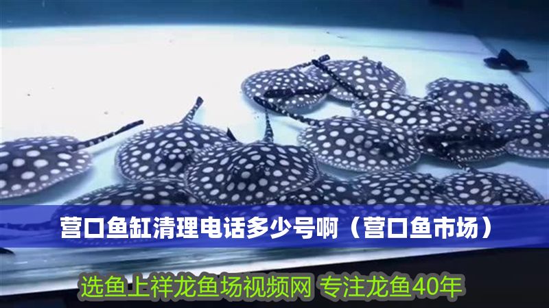 營口魚缸清理電話多少號啊（營口魚市場）