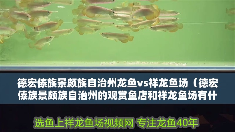德宏傣族景頗族自治州龍魚vs祥龍魚場（德宏傣族景頗族自治州的觀賞魚店和祥龍魚場有什么區別？）