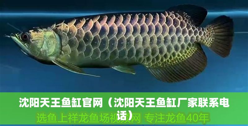 沈陽天王魚缸官網（沈陽天王魚缸廠家聯系電話）