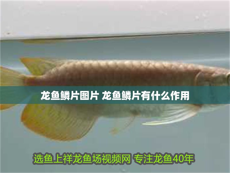 龍魚鱗片圖片 龍魚鱗片有什么作用