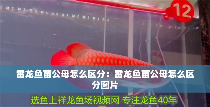 雷龍魚(yú)苗公母怎么區(qū)分：雷龍魚(yú)苗公母怎么區(qū)分圖片