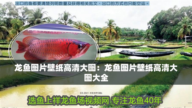 龍魚圖片壁紙高清大圖：龍魚圖片壁紙高清大圖大全