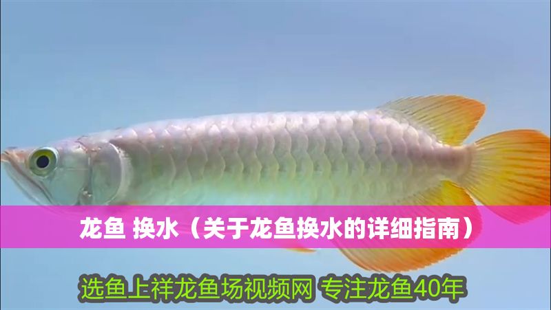 龍魚 換水（關(guān)于龍魚換水的詳細(xì)指南）