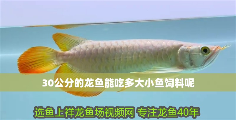 30公分的龍魚能吃多大小魚飼料呢