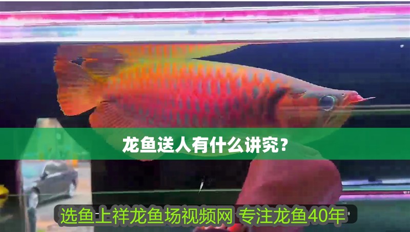 龍魚送人有什么講究？