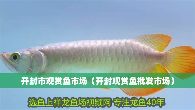 開封市觀賞魚市場（開封觀賞魚批發市場）