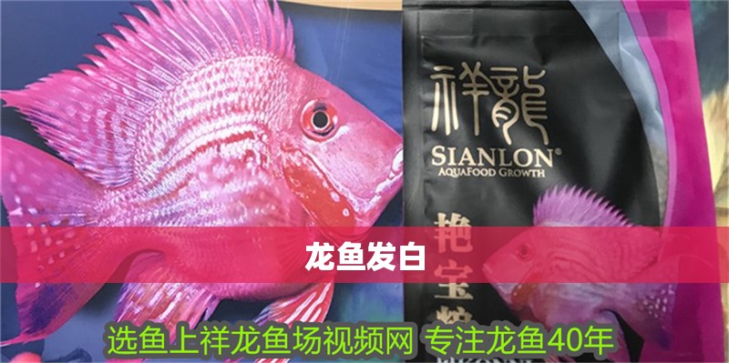 龍魚發白
