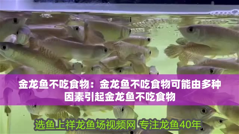 金龍魚不吃食物：金龍魚不吃食物可能由多種因素引起金龍魚不吃食物