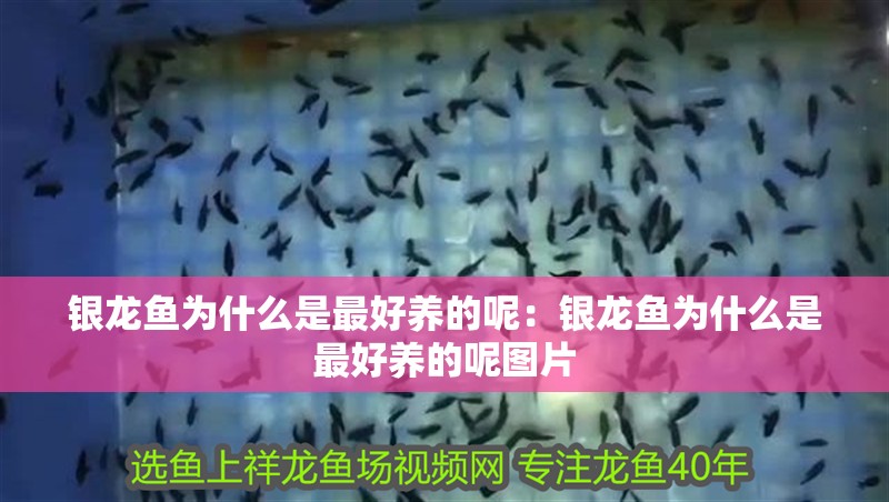 銀龍魚(yú)為什么是最好養(yǎng)的呢：銀龍魚(yú)為什么是最好養(yǎng)的呢圖片