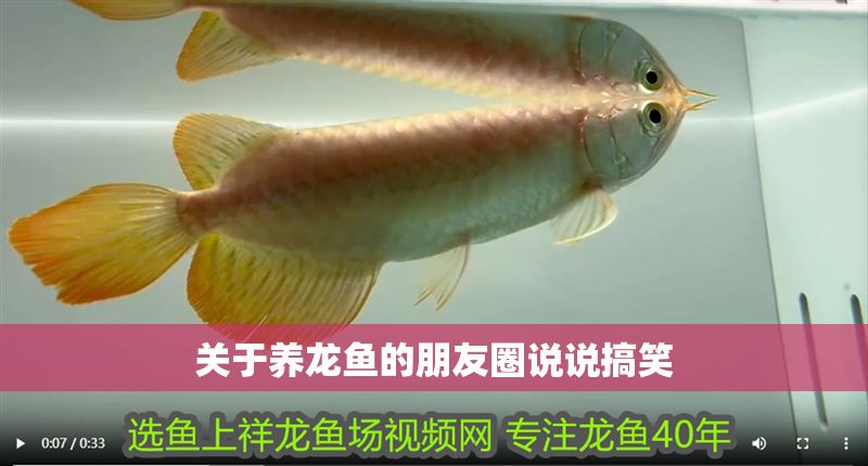 關于養龍魚的朋友圈說說搞笑