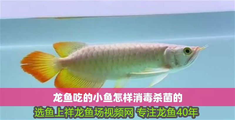 龍魚吃的小魚怎樣消毒殺菌的