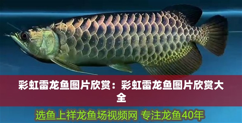 彩虹雷龍魚圖片欣賞：彩虹雷龍魚圖片欣賞大全