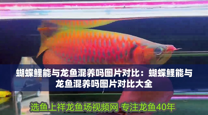 蝴蝶鯉能與龍魚(yú)混養(yǎng)嗎圖片對(duì)比：蝴蝶鯉能與龍魚(yú)混養(yǎng)嗎圖片對(duì)比大全