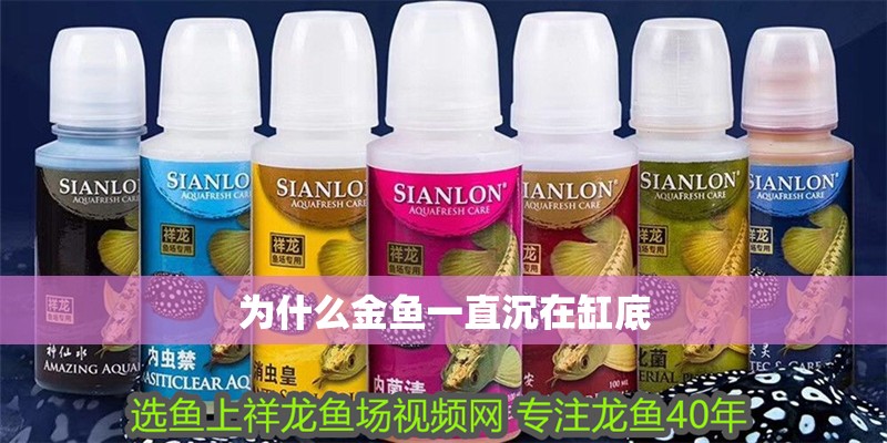 為什么金魚一直沉在缸底 為什么金魚一直沉在缸底 全國(guó)水族館企業(yè)名錄 第3張