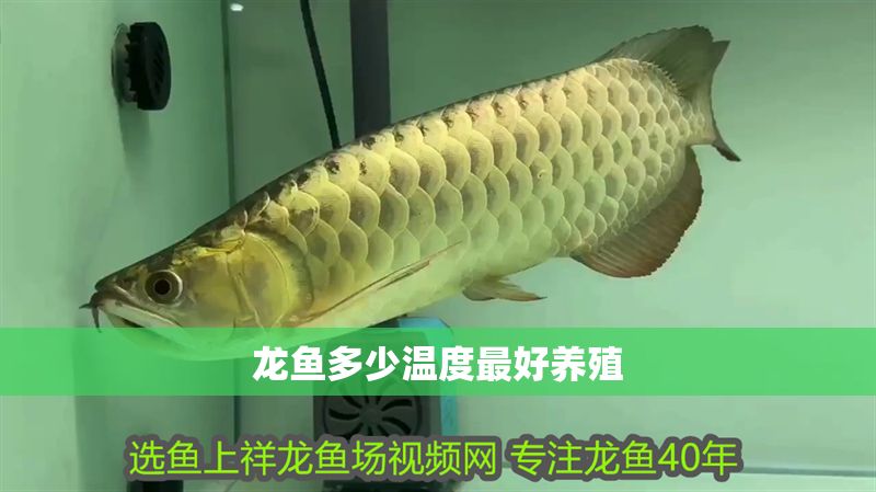 龍魚多少溫度最好養殖