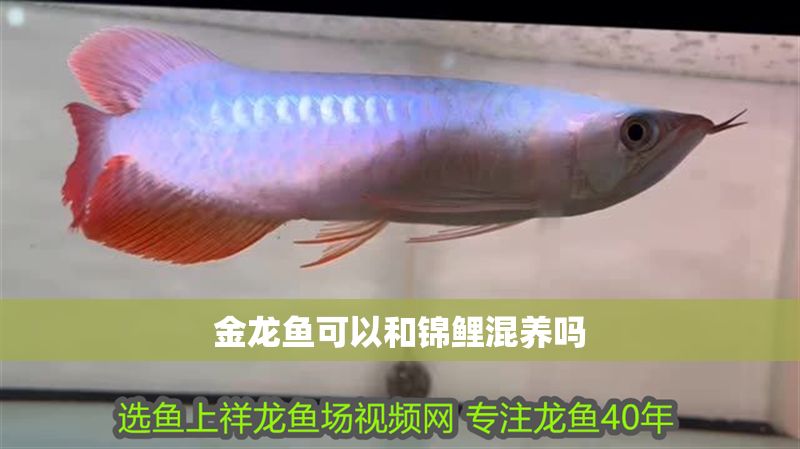金龍魚可以和錦鯉混養嗎