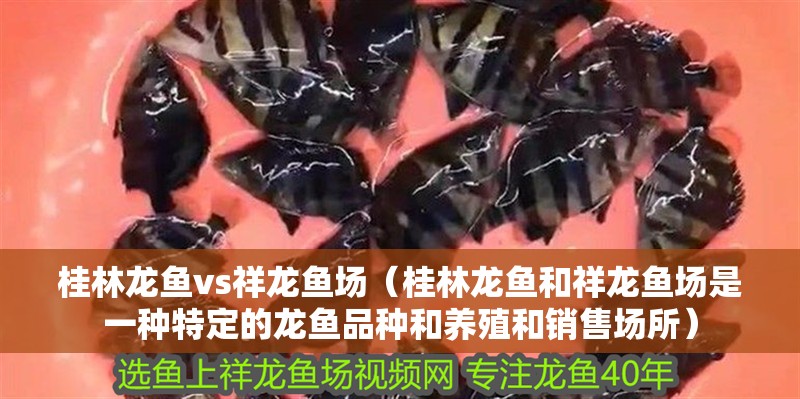 桂林龍魚vs祥龍魚場（桂林龍魚和祥龍魚場是一種特定的龍魚品種和養殖和銷售場所）