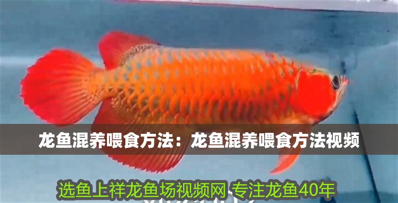 龍魚混養喂食方法：龍魚混養喂食方法視頻