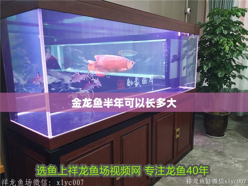 金龍魚半年可以長多大