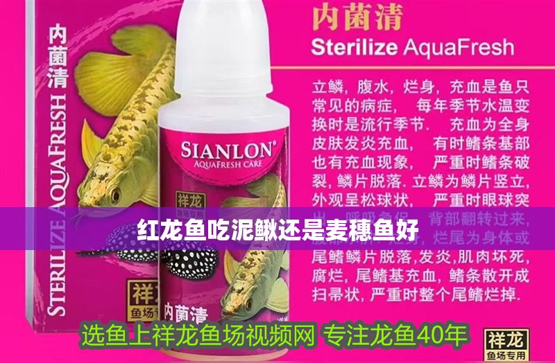 紅龍魚吃泥鰍還是麥穗魚好