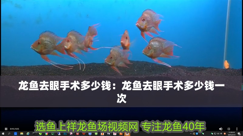 龍魚去眼手術多少錢：龍魚去眼手術多少錢一次
