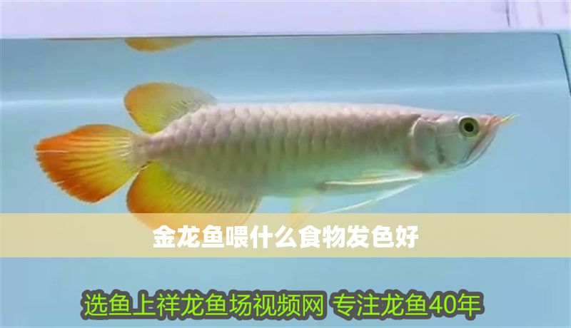 金龍魚喂什么食物發色好