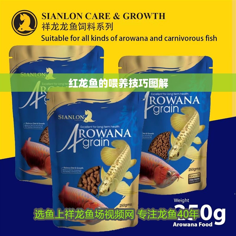 紅龍魚的喂養技巧圖解