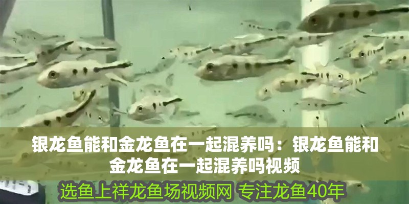 銀龍魚能和金龍魚在一起混養(yǎng)嗎：銀龍魚能和金龍魚在一起混養(yǎng)嗎視頻