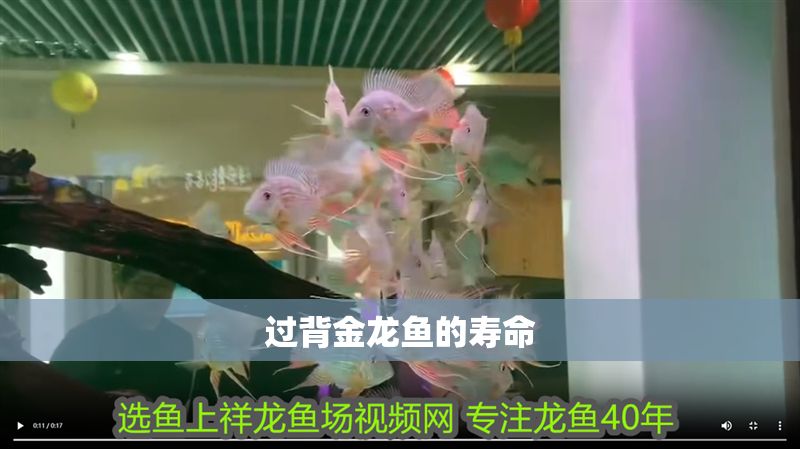 過背金龍魚的壽命