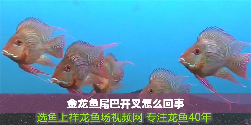 金龍魚尾巴開叉怎么回事