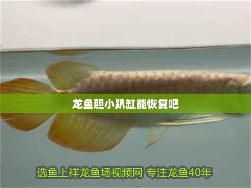 龍魚膽小趴缸能恢復吧