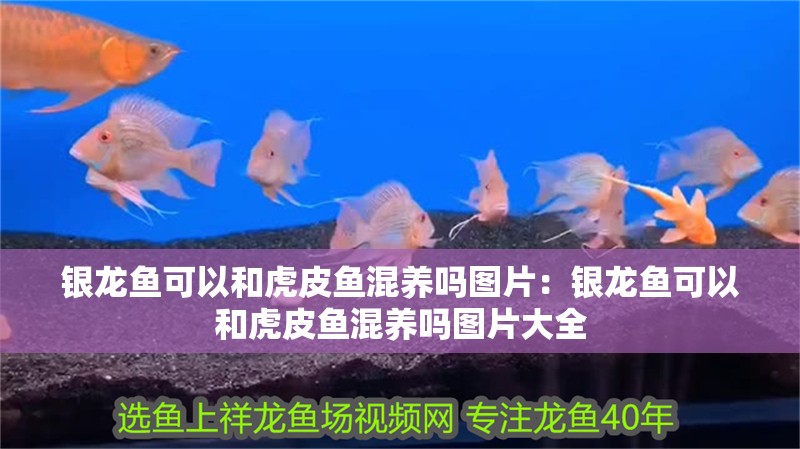 銀龍魚可以和虎皮魚混養嗎圖片：銀龍魚可以和虎皮魚混養嗎圖片大全