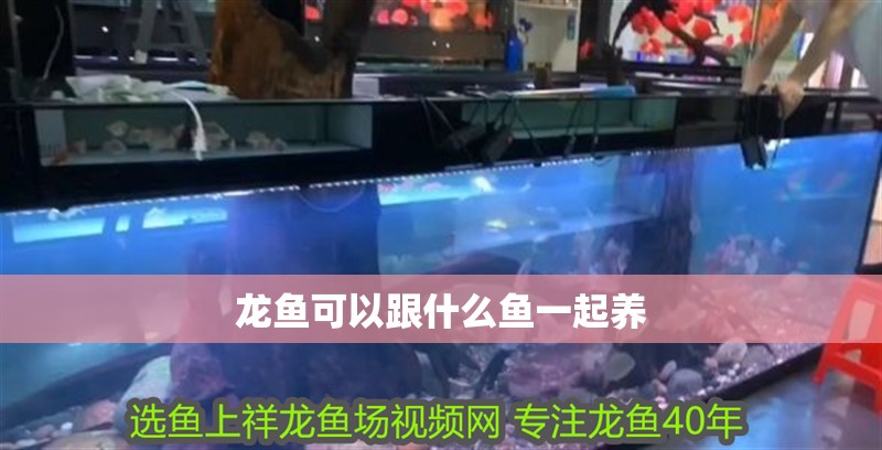 龍魚可以跟什么魚一起養