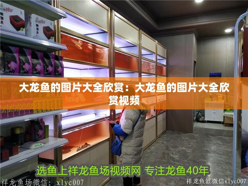 大龍魚的圖片大全欣賞：大龍魚的圖片大全欣賞視頻