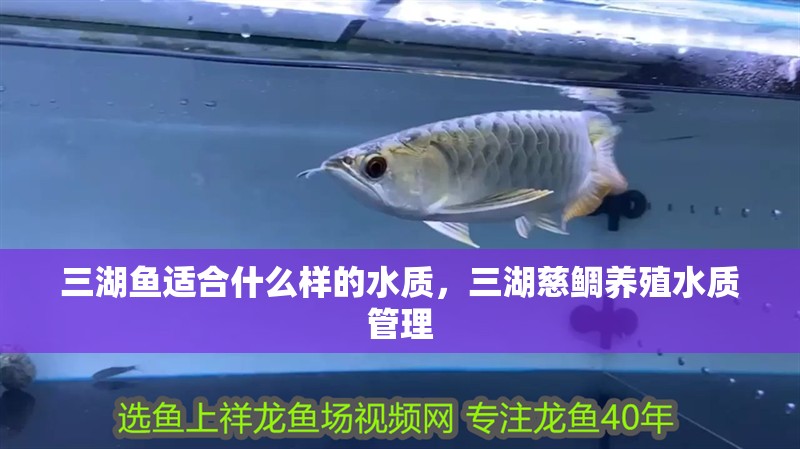 三湖魚適合什么樣的水質(zhì)，三湖慈鯛養(yǎng)殖水質(zhì)管理