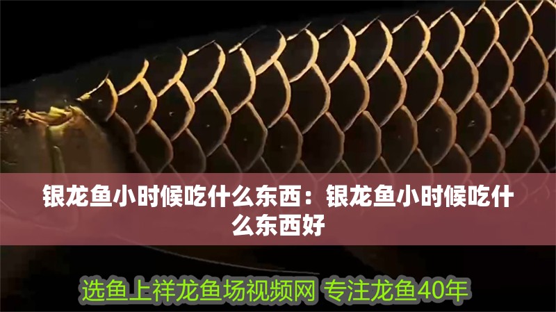 銀龍魚小時(shí)候吃什么東西：銀龍魚小時(shí)候吃什么東西好