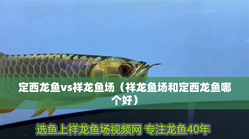 定西龍魚vs祥龍魚場（祥龍魚場和定西龍魚哪個好）