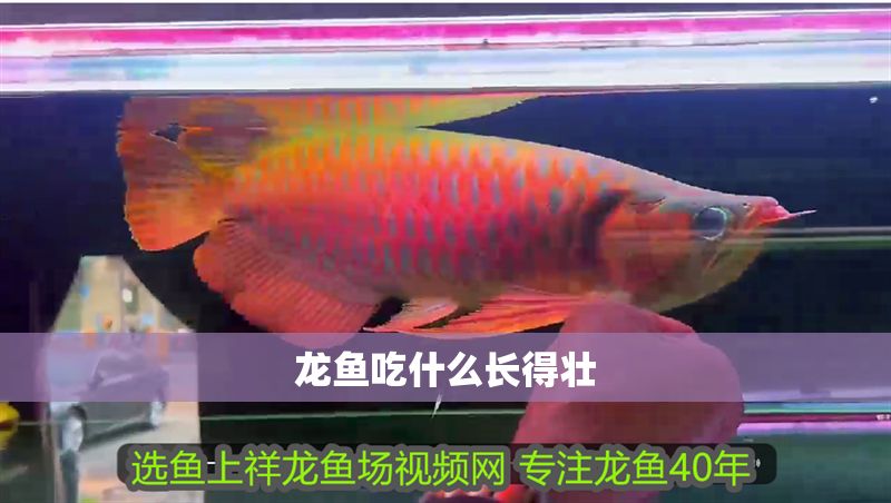 龍魚吃什么長得壯