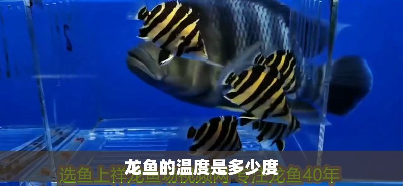 龍魚的溫度是多少度
